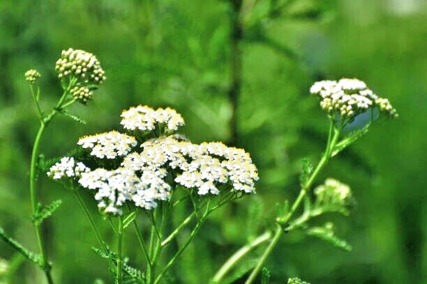 500 WHITE YARROW SEEDS | SALE FREE SHIPPING NON GMO HEIRLOOM