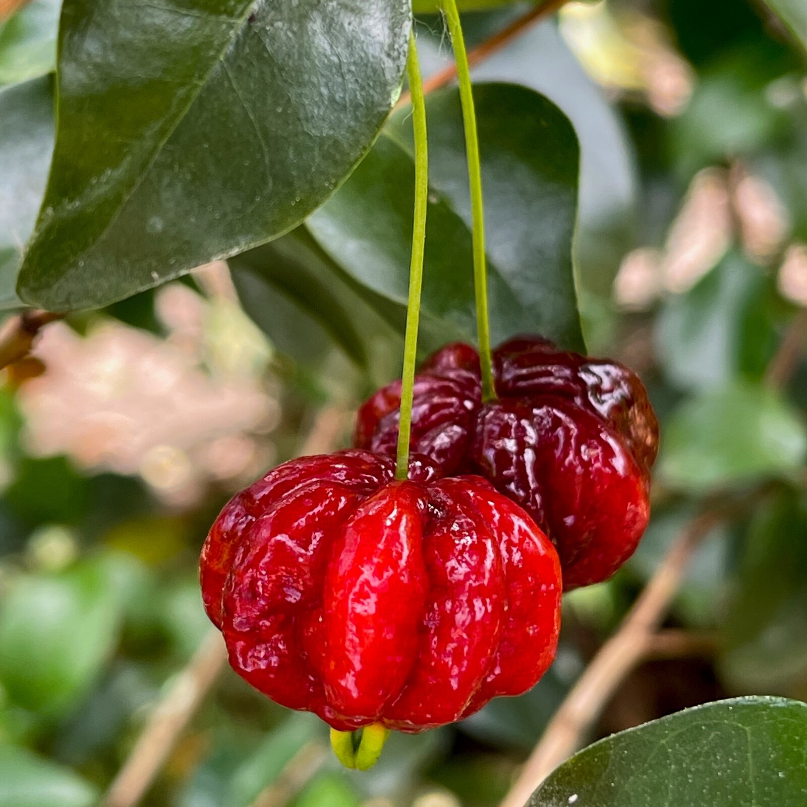 SPICY Pitanga Eugenia Uniflora Surinam Cherry Plant Dark Red Fruit Tree Potted