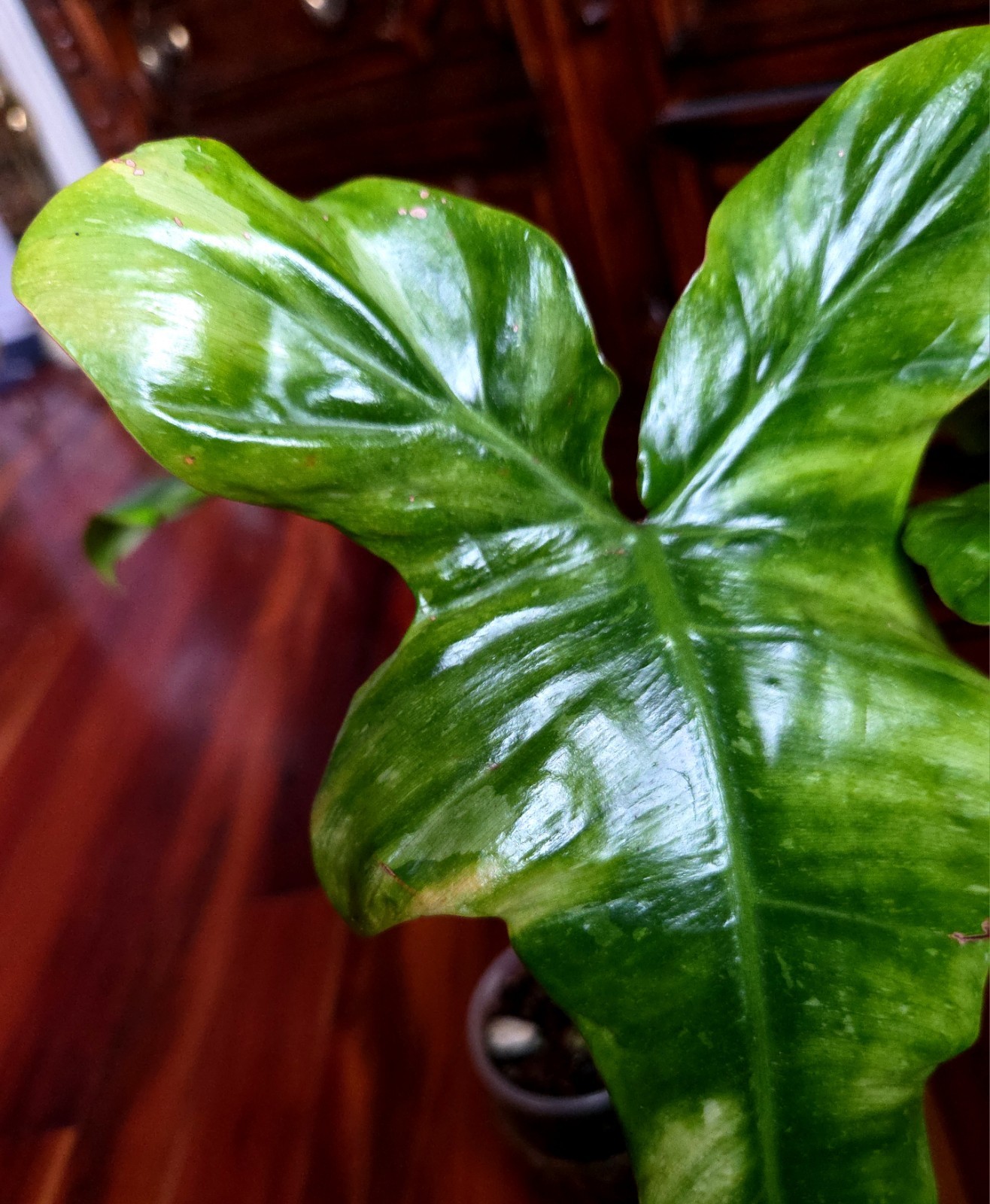 Rare Philodendron Minty GOG Florida Beauty X Radiatum 22″ Tall Not Monstera