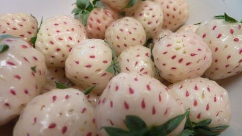 Strawberry Alpine White Soul Fruit Bush (Fragaria Vesca) – 1,000 Seeds Bulk