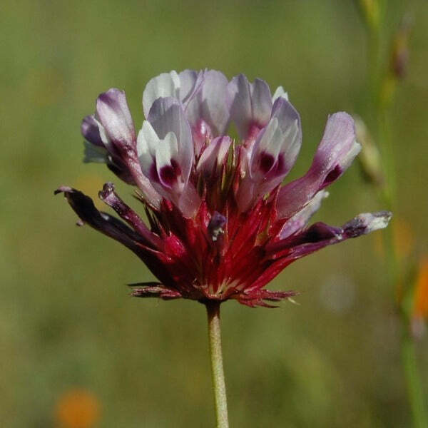 Trifolium willdenovii | Seaside or Tomcat Clover | 5 Seeds