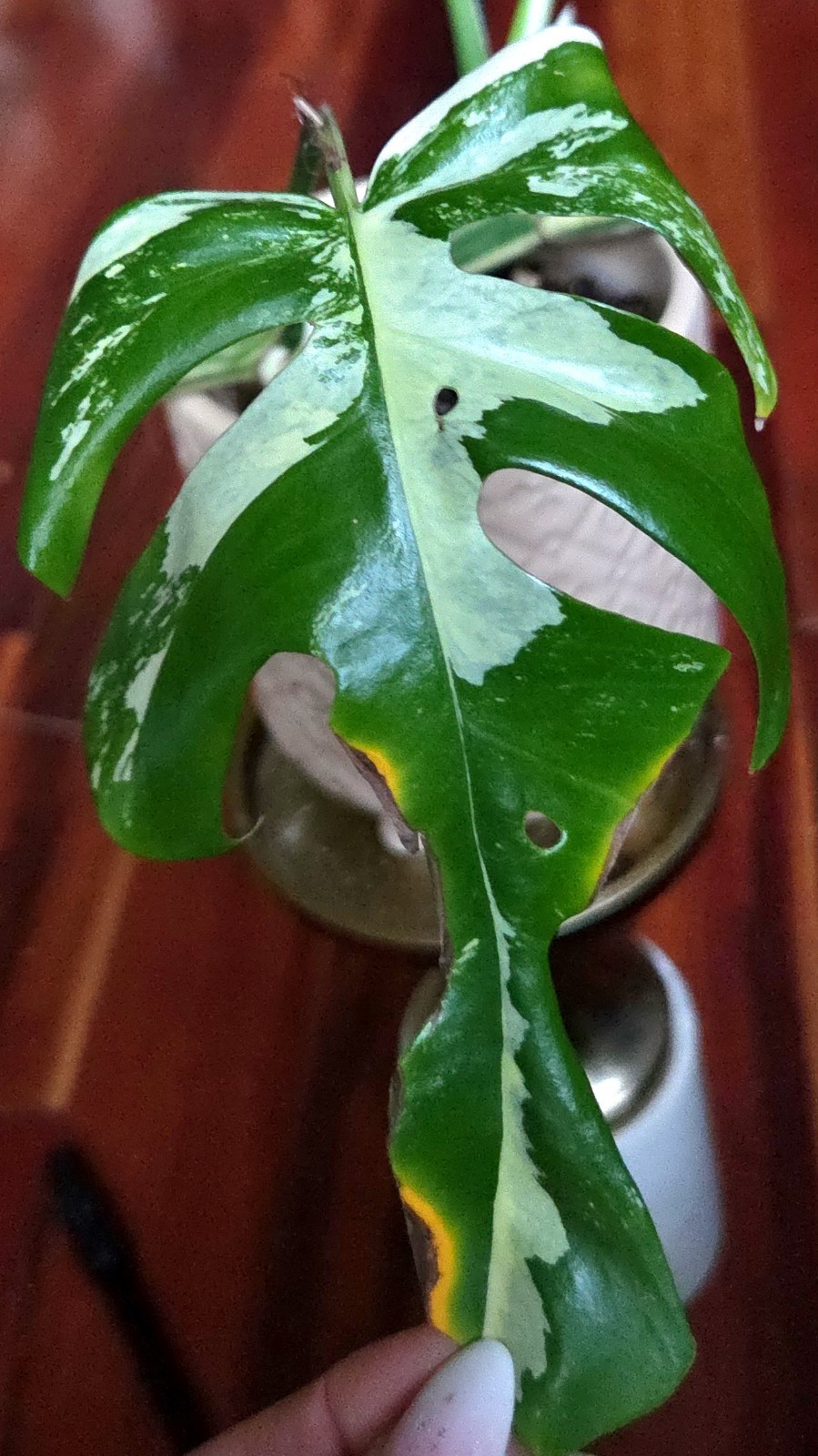 Rare Rhaphidophora Tetrasperma Albo 11″Tall Monstera No Philodendron Anthurium