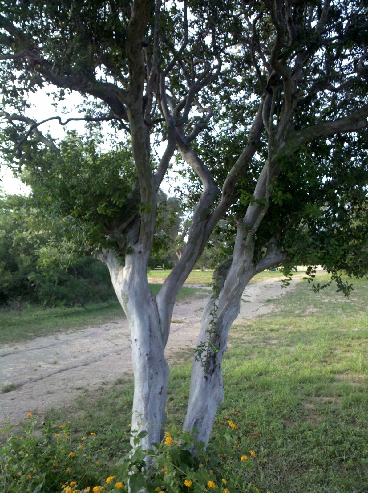 Diospyros texana (Texas Persimmon) – Live Plant in half quart pot