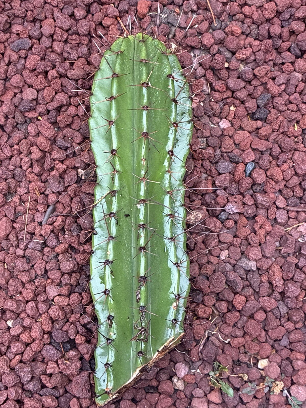 Stenocereus Queretaroensis Cactus Cutting
