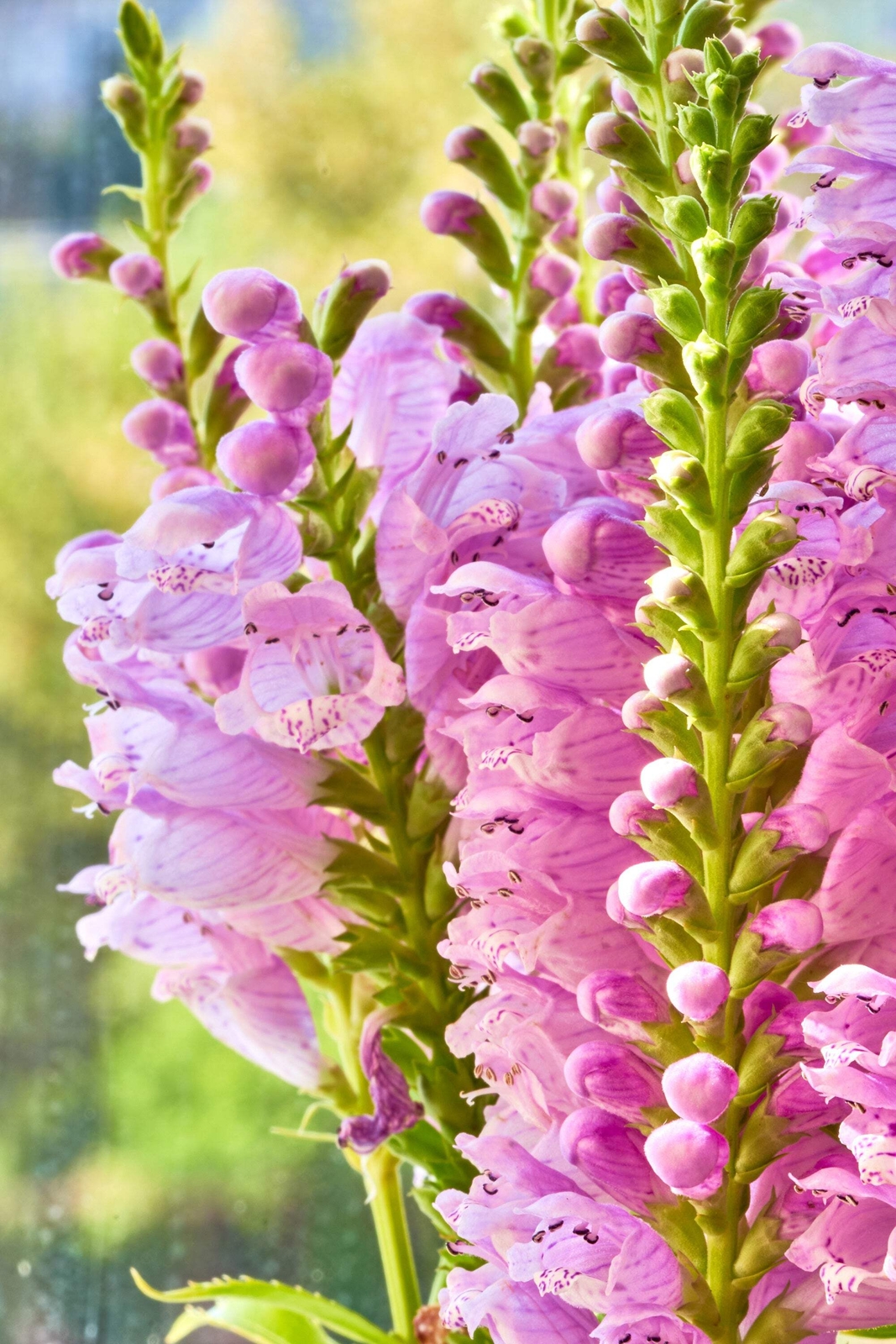 50 PINK Showy OBEDIENT PLANT False DragonHead Physostegia Virginiana Flower Seed