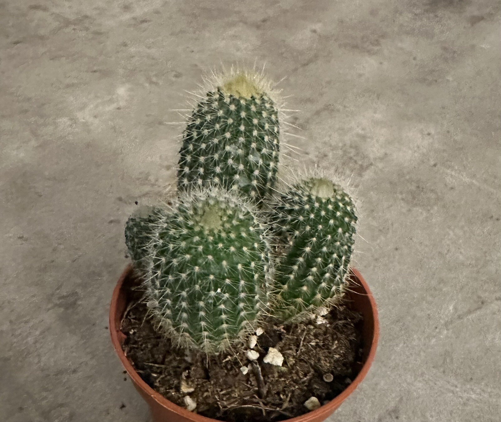 🌵🌵🌵Cactus Plant 2 -3 Inches, 3 Cactus 🇺🇸USA Seller