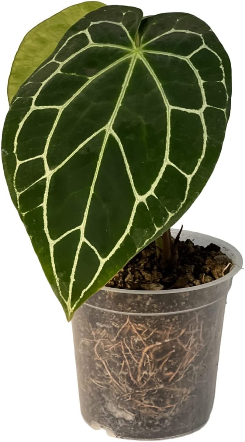 Anthurium Crystallinum by LEAL PLANTS ECUADOR |Green Live House Plants