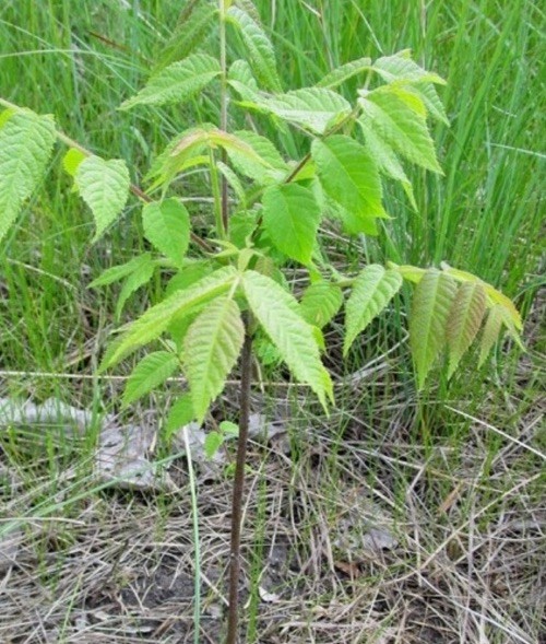 1 Black Walnut Tree Bare Root /Juglans 12-18” Grown In E Tennessee