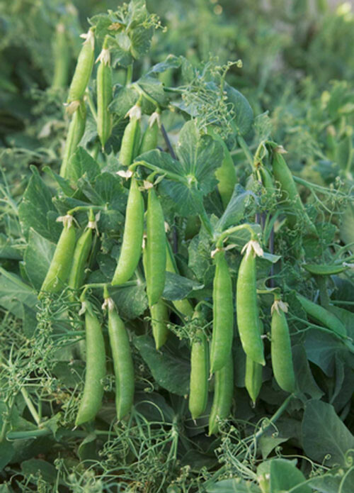 20+Sugar Lace II Snap Pea Seeds Bush Green Sweet pea Selfsupporting Heirloom USA