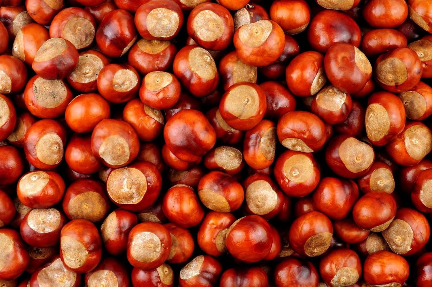 Chinese Chestnut Live Tree Seedlings for Growing
