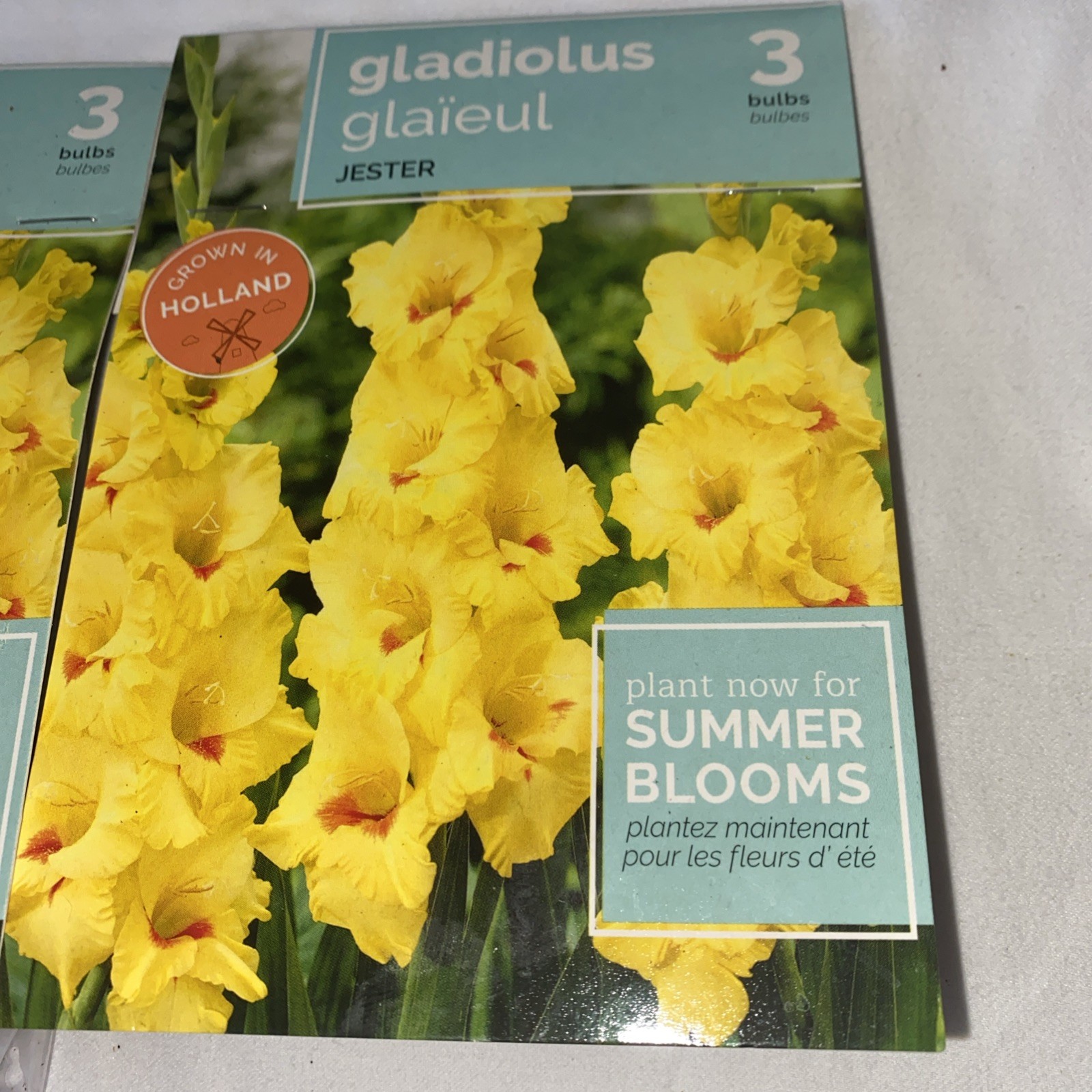 Lot Of 3 Packs of Holland Jester Yellow Supreme Gladiolus Bulbs (3 bulbs each)