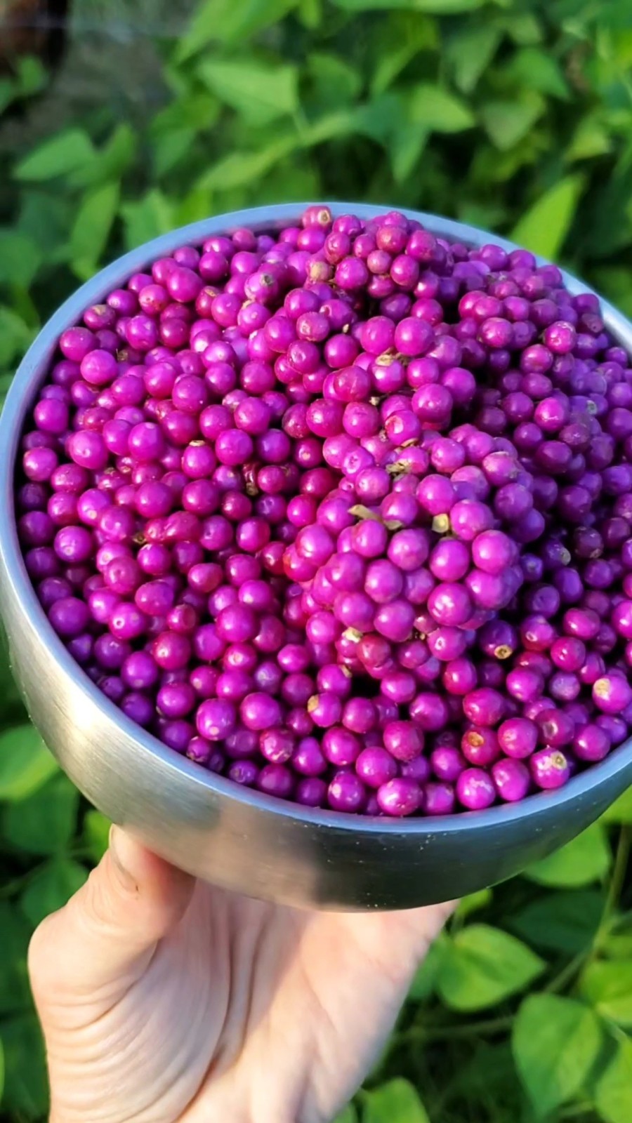 Wild American Beautyberry Seeds – From Our Food Forest