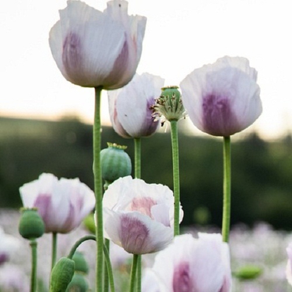 10,000 Untreated Tasmanian Poppy Seeds for Planting Authentic Papever Somniferum