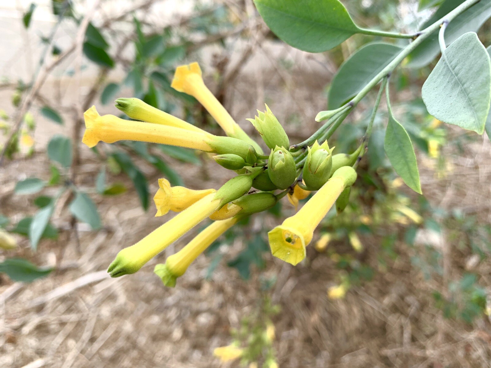 Tobacco Tree, Nicotiana Glauca – 1000+ Seeds – USA