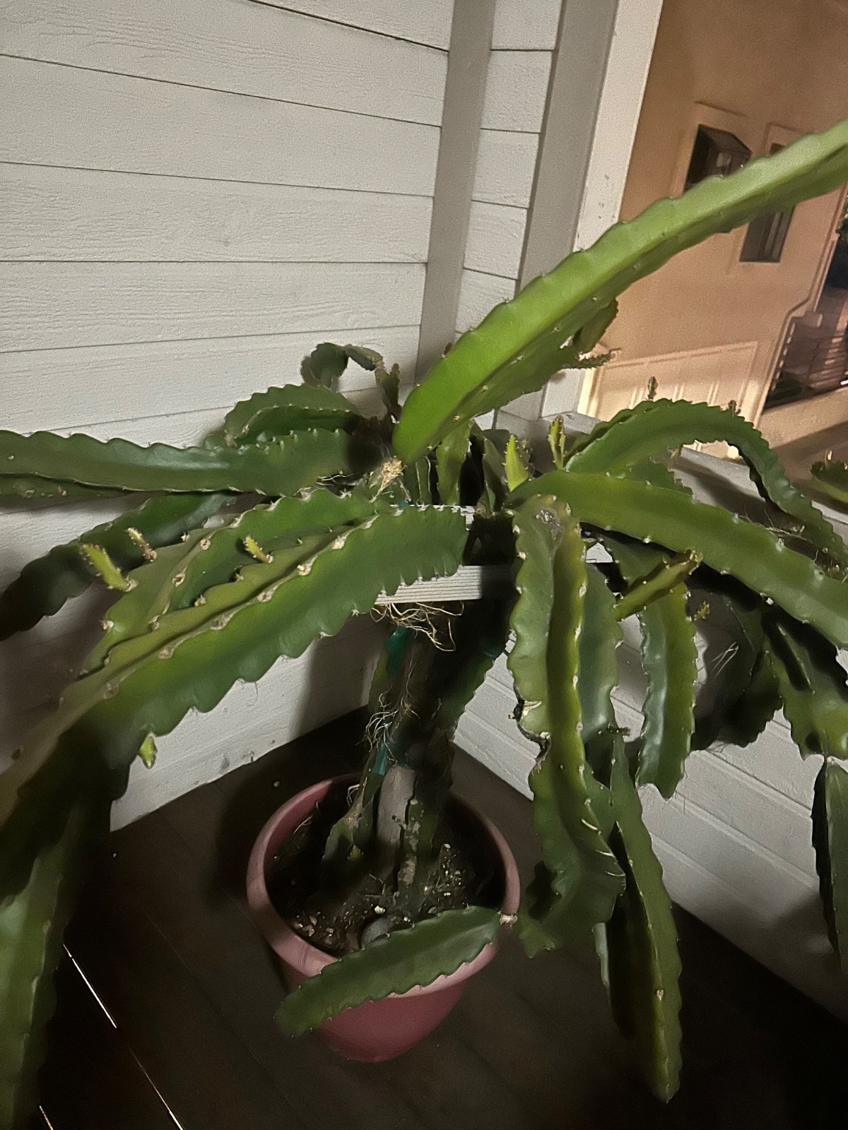 5 ct Dragon Fruit Cuttings 8-12 inches, Guaranteed Red Fruits, FREE Training