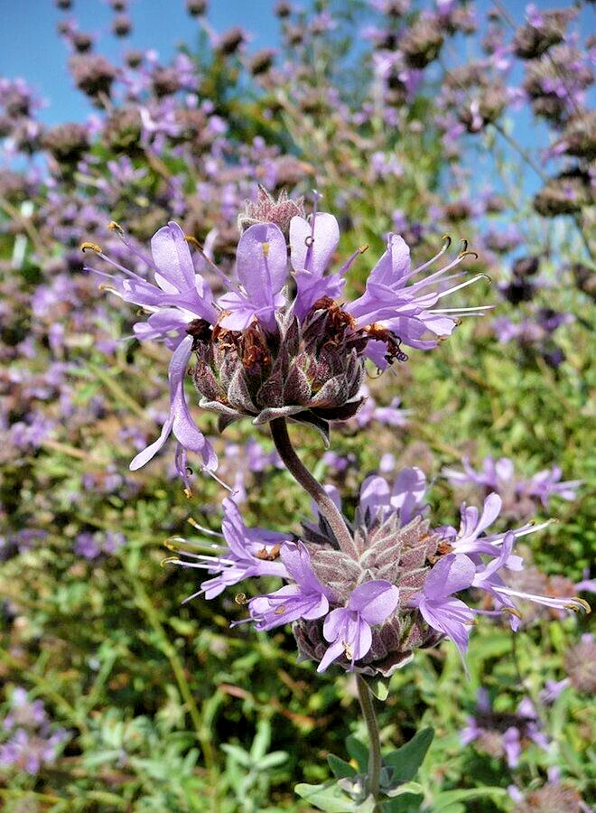Salvia Clevelandii Blue Purple Cleveland Sage 7 Live 6″ Flower Plant Cuttings