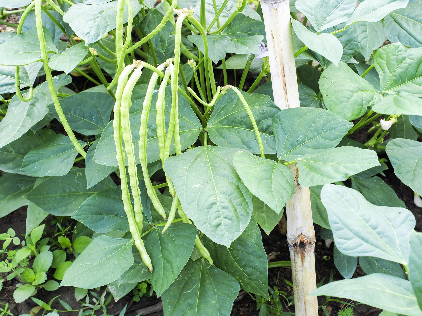 100 LADY COWPEA Cow Pea Southern Pea Vigna Unguiculata Legume White Lady Finger