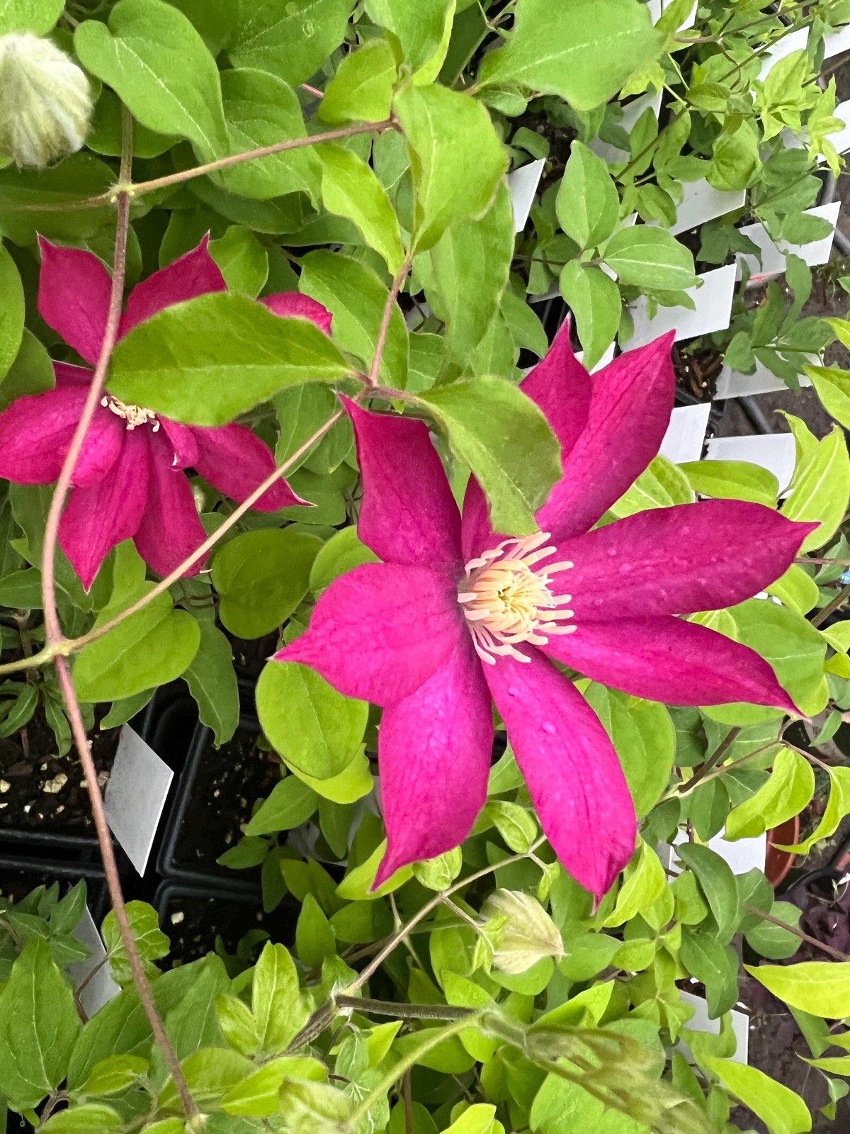 1 “Pink Champagne” Clematis Starter Plant (Not Seeds) – US Seller