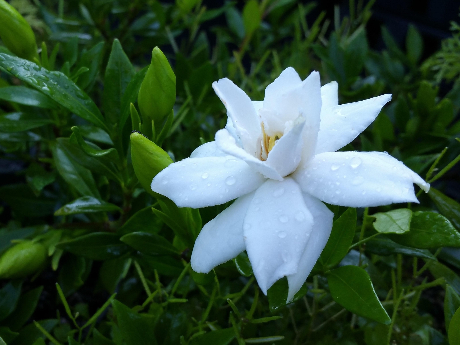 DWARF RADICANS Miniature Gardenia Live Plant Low Grower Fragrant White Flower