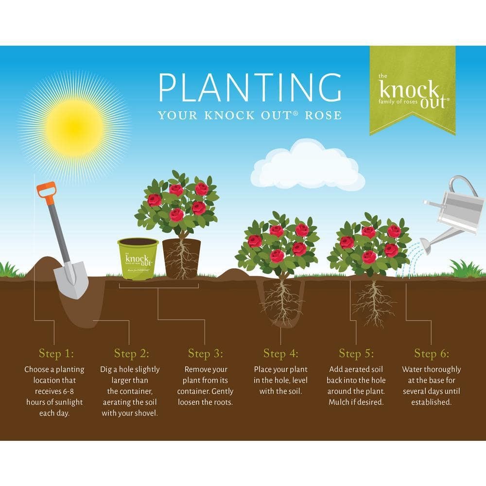 1 Gallon Double Pink Knock Out® Rose Shrub Spring Planting