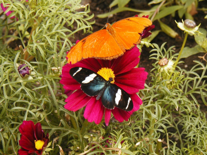cosmos, DAZZLER RED flower – 140 SEEDS! GroCo USA – BUY ANY 10 – SHIPS FREE