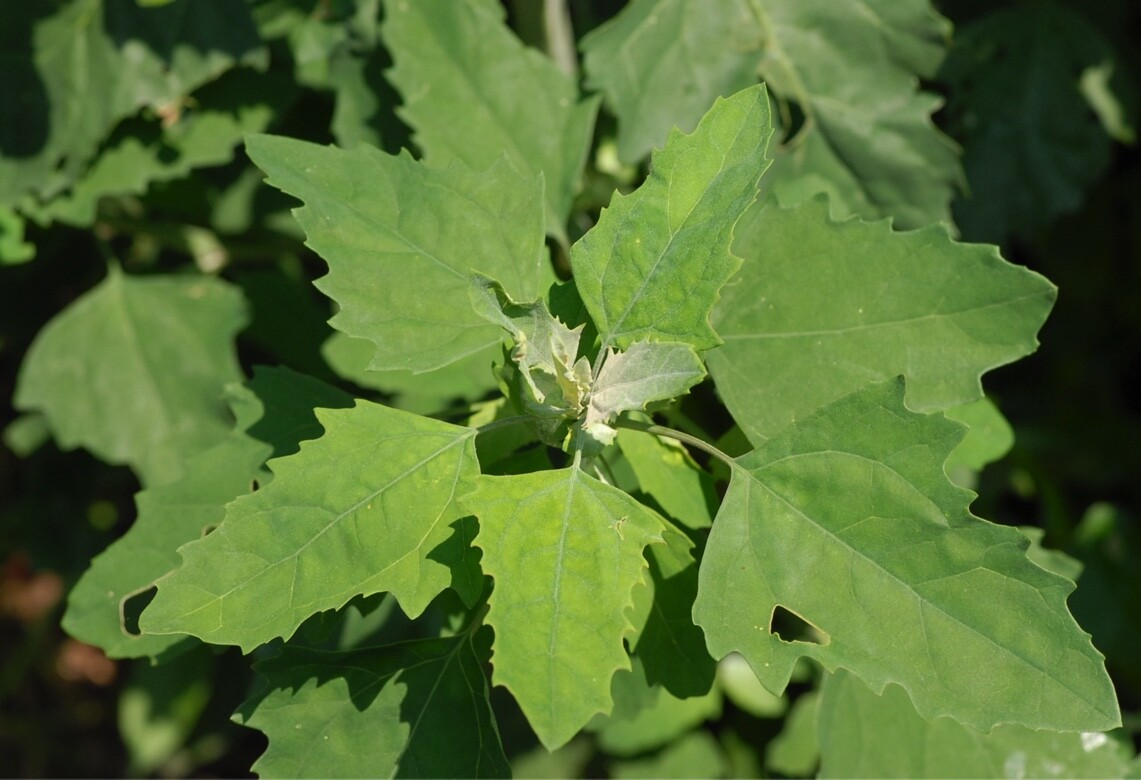 WILD & FRESH!! Lamb’s Quarters Chenopodium Album~Wild Spinach~Goose Foot SEEDS