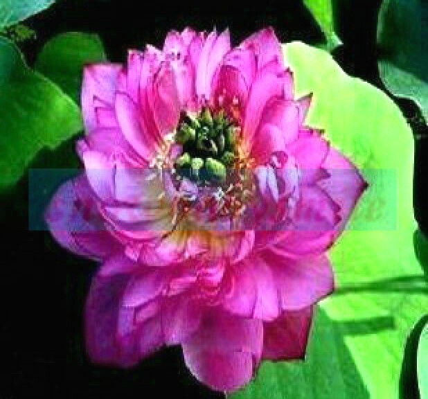 5 MAUVE JADE LOTUS SEEDS – Nelumbo Nucifera