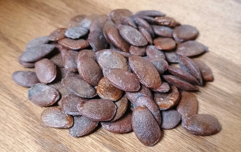 American Persimmon Tree Seeds Organic No Pesticides 30 Seeds Prestratified
