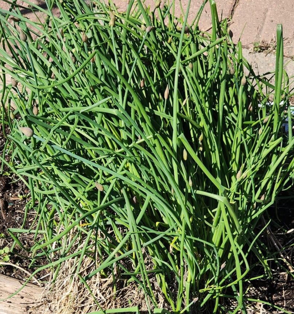 150+ SEEDS GARLIC CHIVES (Allium tuberosum) Chinese Leek Jiu Cai-Broadleaf Nira
