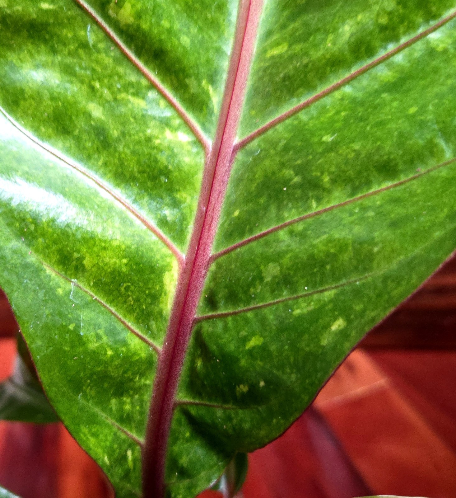 Rare Anthurium Hookeri Pink Vein Hybrid 32″ Wide Not Monstera Aroid Philodendron