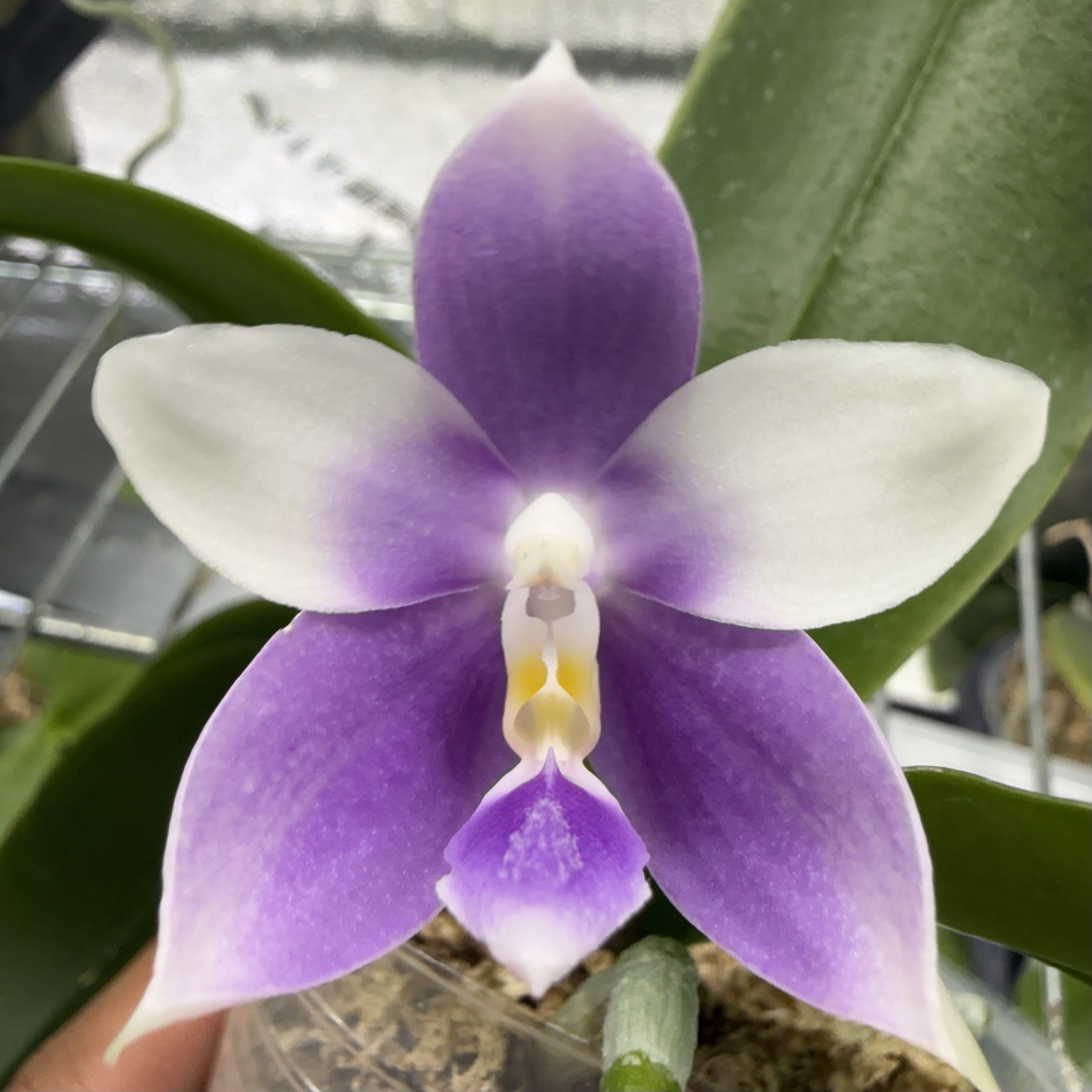 Phalaenopsis (SWR GV ‘M625’ x Germaine Vincent ‘Blue Mountain’)