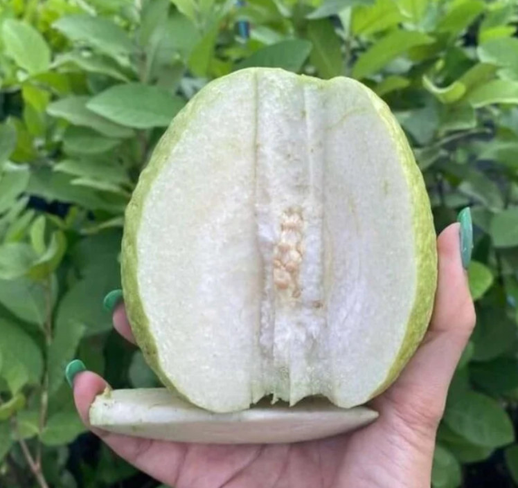 White Guava Plant – 4-6″ Tall – Psidium guajava – Tropical Fruit – Zones 9–11
