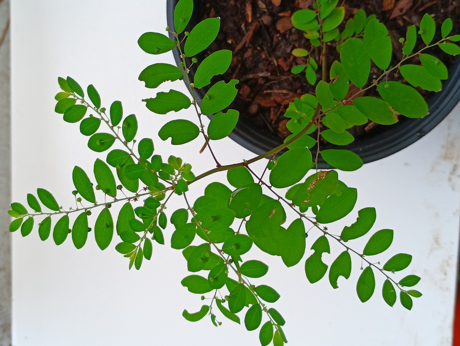 Chanca Piedra Plant (P. niruri) – Stone Breaker – Rare Herbal Plant 6-12″ Tall