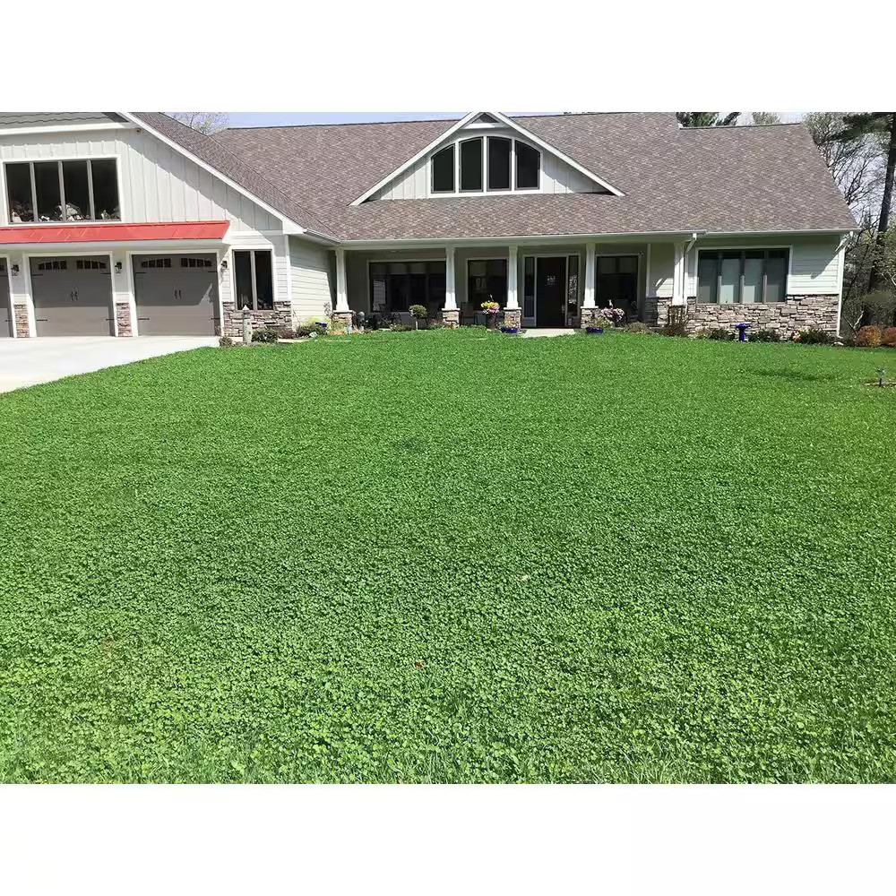 Micro Clover Alternative Grass Seed, Org Coated, Eco-Friendly, Low Growing, Low