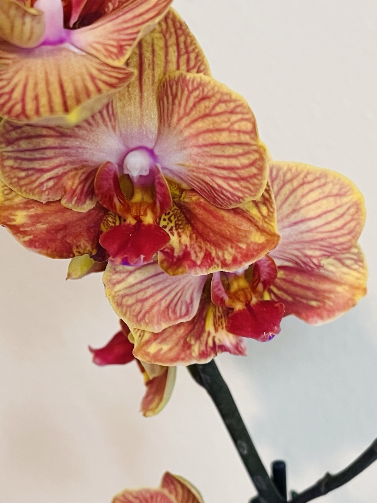 Phalaenopsis Orchid NOID Taiwanese Species Extremely Rare Plant Mutated!!!