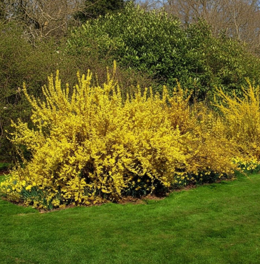 Live Lynwood Gold Forsythia Plant – 2.5” Pot – Early Spring Yellow Flower Shrub