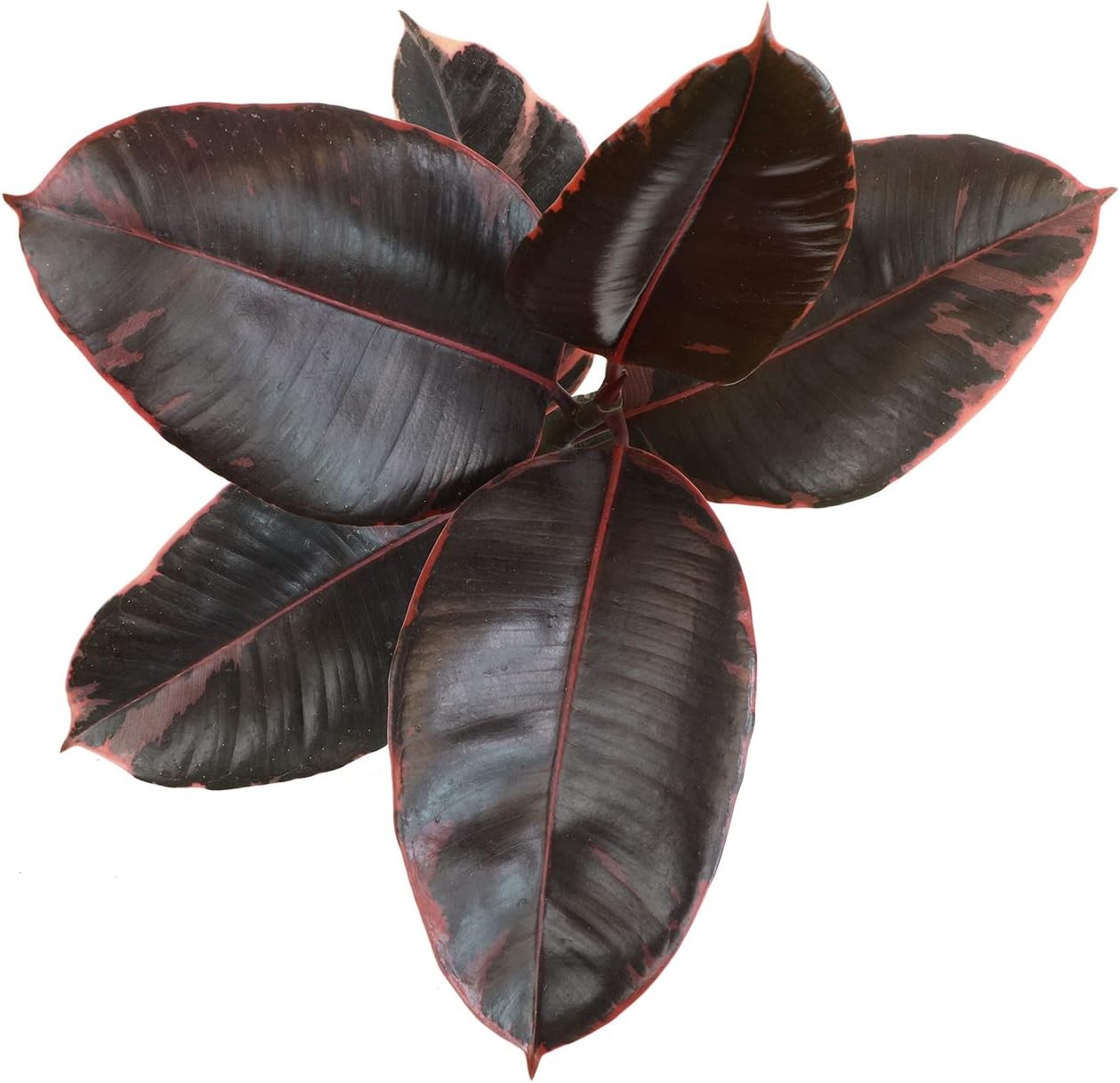 Variegated Ficus ‘Ruby’ Rubber Plant in 6″ Grower Pot, Real Houseplants for Home