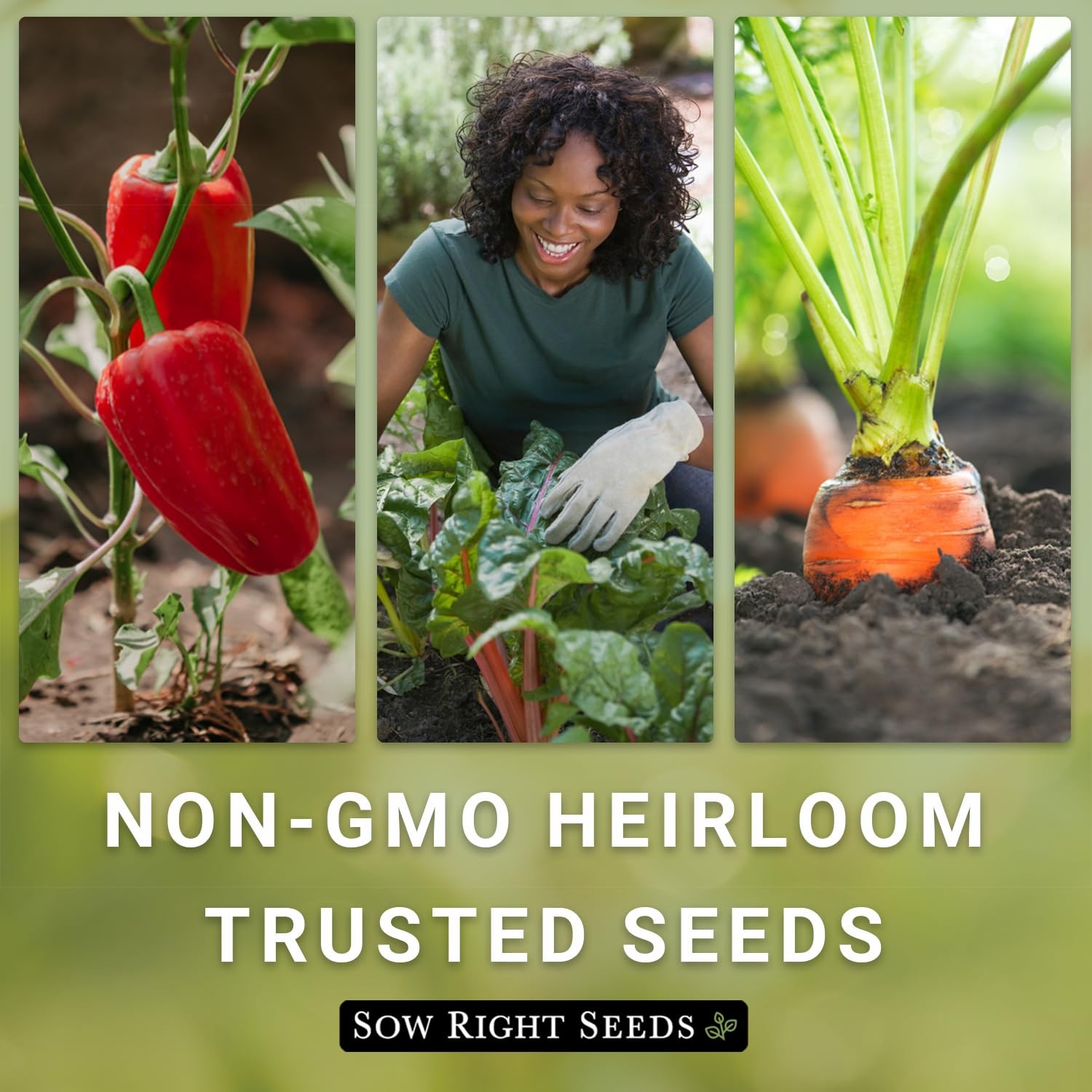 Purple Top White Globe Turnip Seeds NonGMO Heirloom for Vegetable Gardens