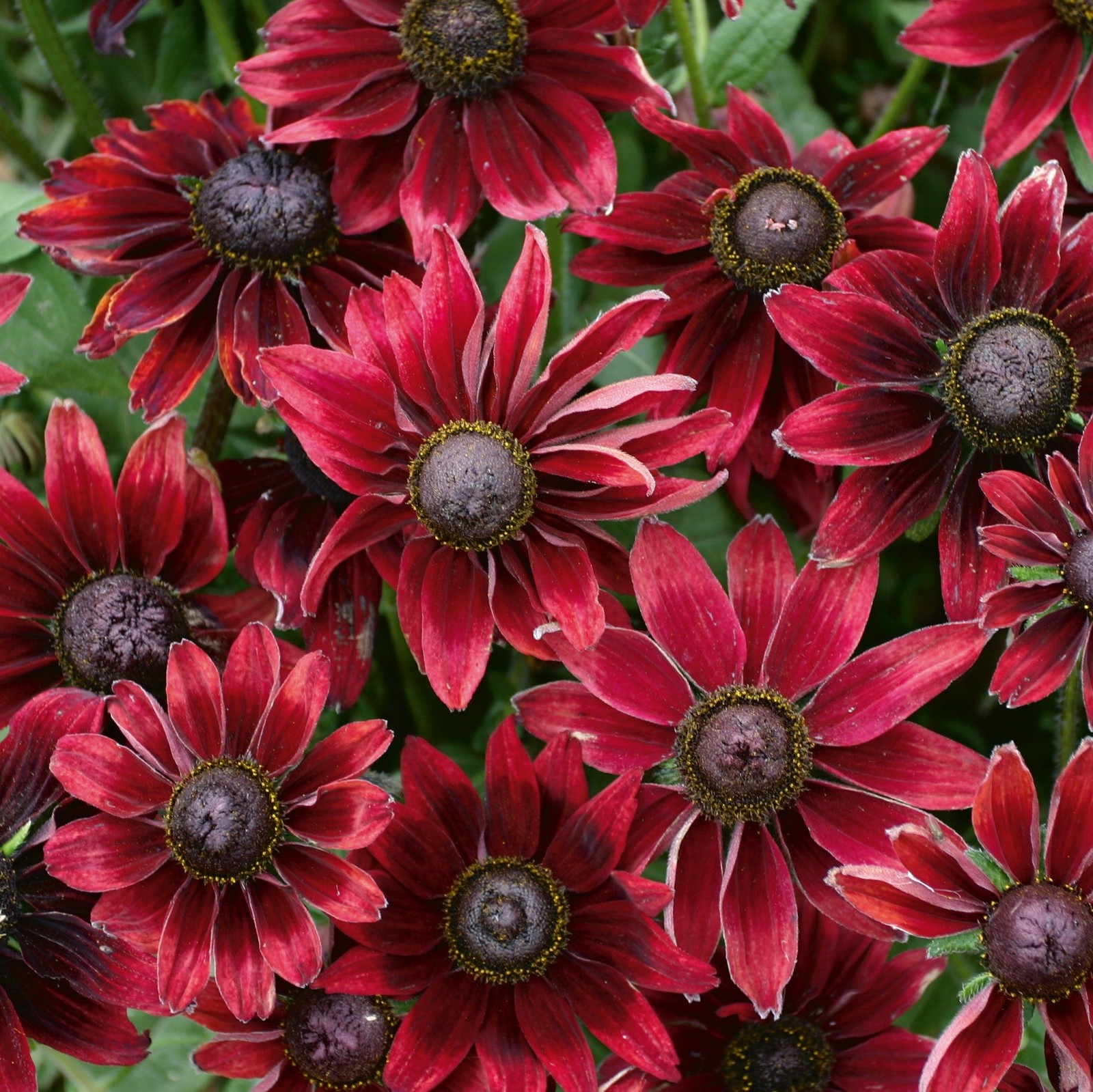 Rudbeckia Cherry Brandy 2 Potted Plants – Rooted in Quart Pots, Easy to Grow