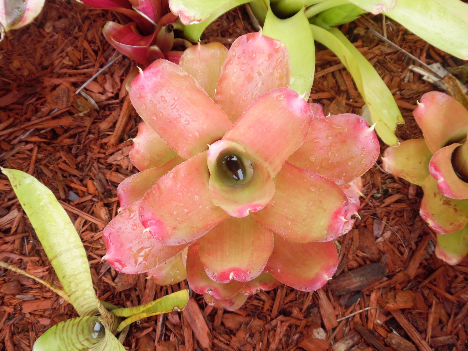 Neoregelia MYSTERY 1 Bromeliad one tropical plant *MEDIUM* ***SALE***