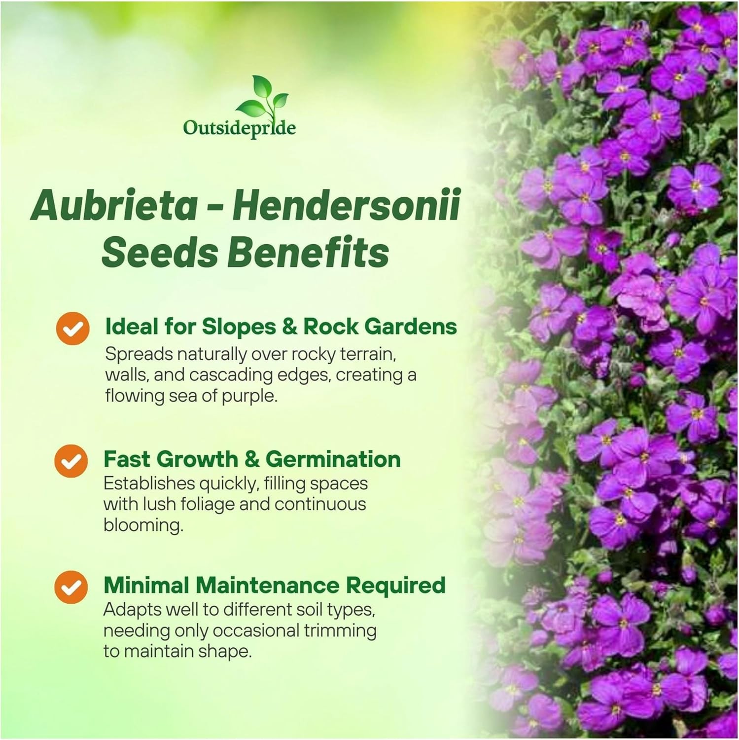 10000 Seeds Aubrieta Seeds – Rock Cress Ground Cover Plant Seed