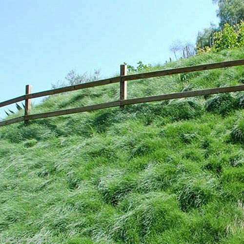 Creeping Red Fescue Grass Seed – 50 lb – 50 LB