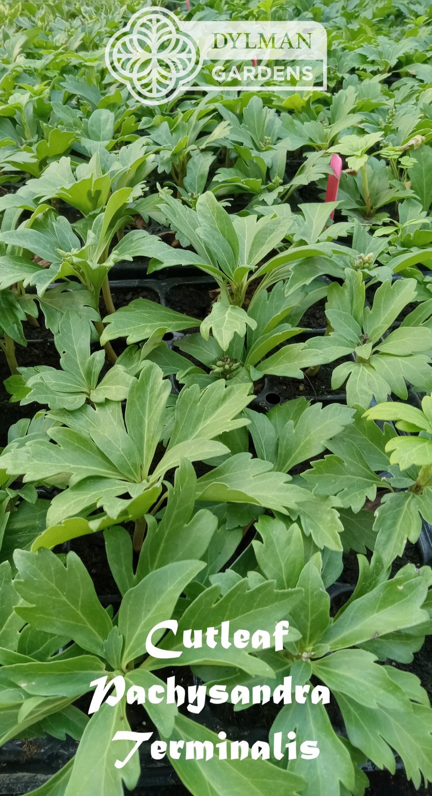 Cutleaf Japanese Spurge (Pachysandra terminalis ‘Cutleaf’) – Multiple Sizes