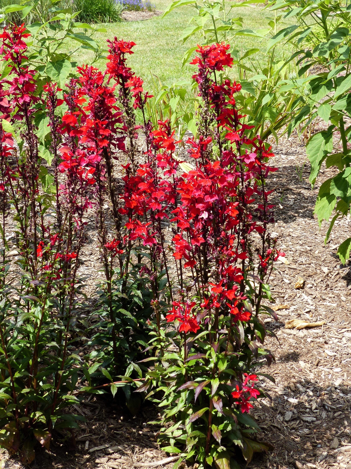 300 CARDINAL FLOWER LOBELIA Cardinalis Flower Seeds