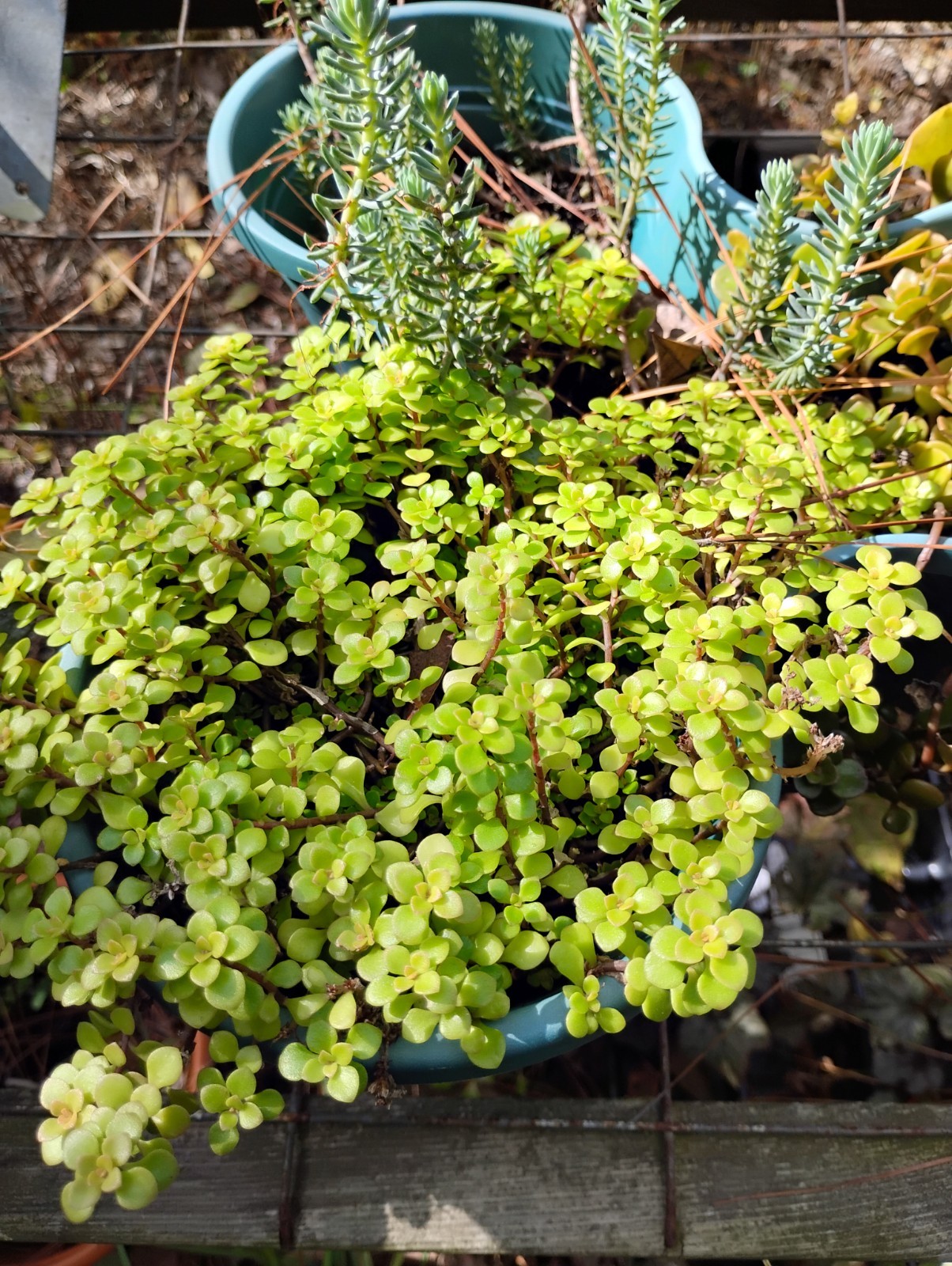 Wholesale Lot 20 ($30+ Value Odgon Sedum.Very Easy Grower & Multiples Quickly!