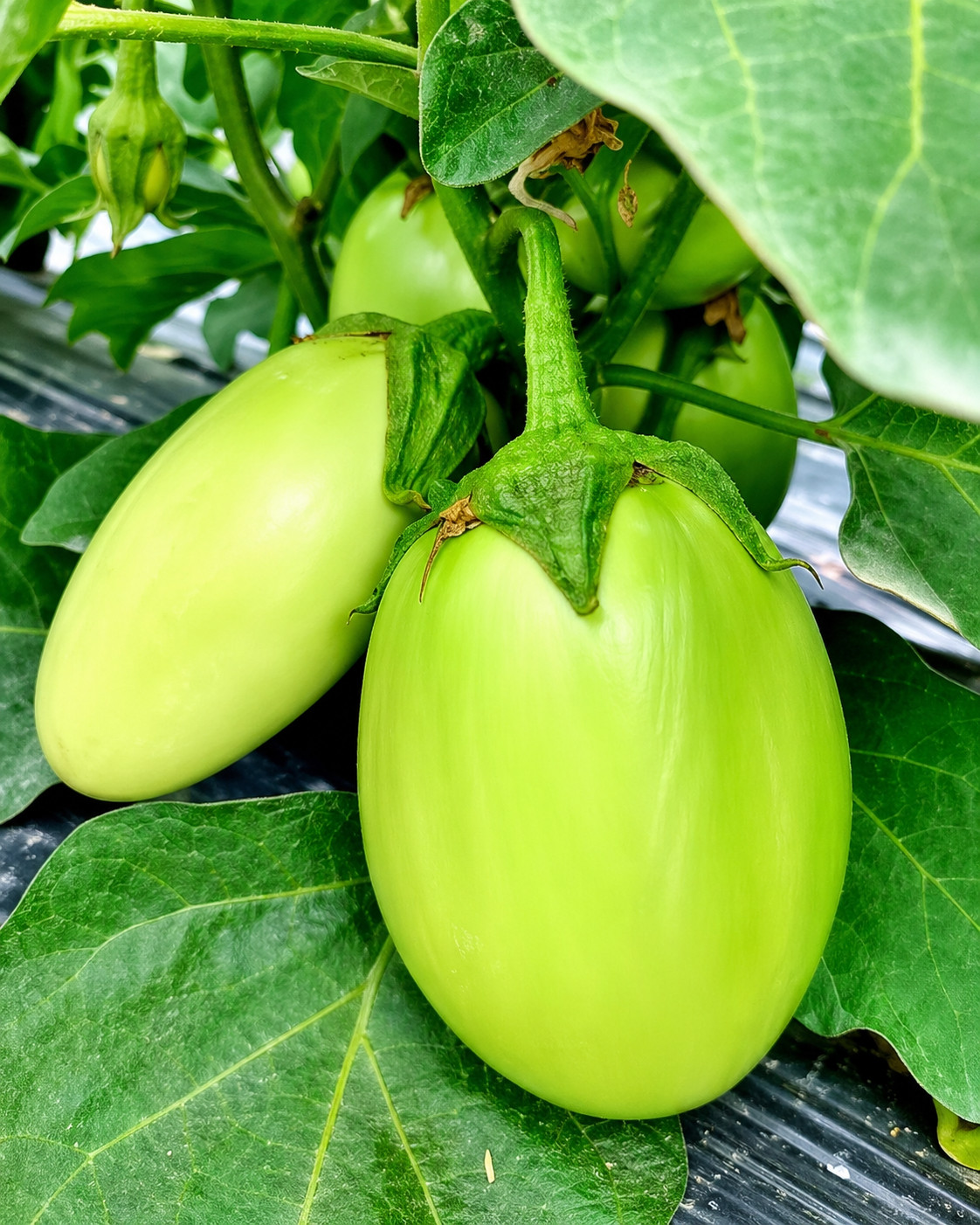 20 Apple Green Eggplant seeds-Solanum Melongena- American Heirloom- Non GMO USA