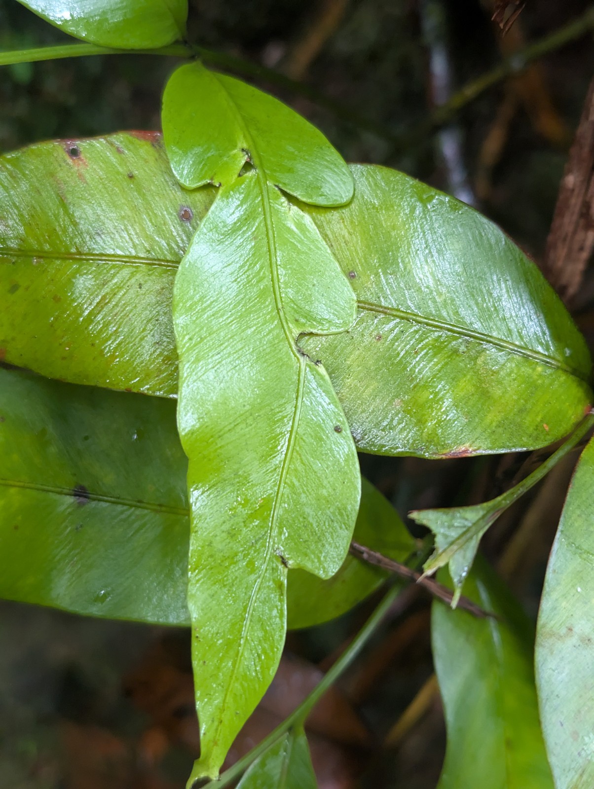 x2 LIVE Bare : Danea Fern 10″ long each, exotic rare fern SHADE