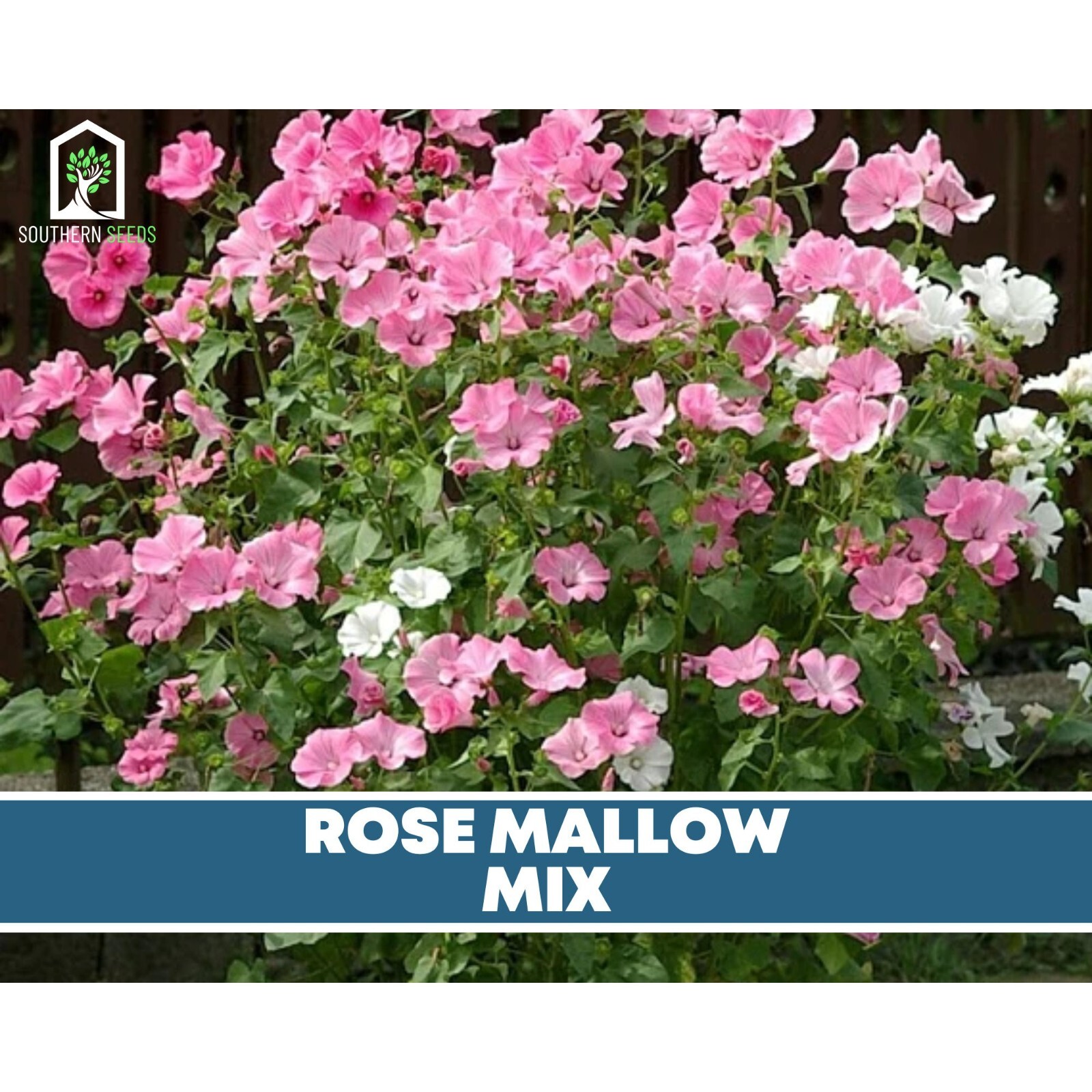 Rose Mallow, Mix – Heirloom Seeds – Easy to Grow (Lavatera trimestris)