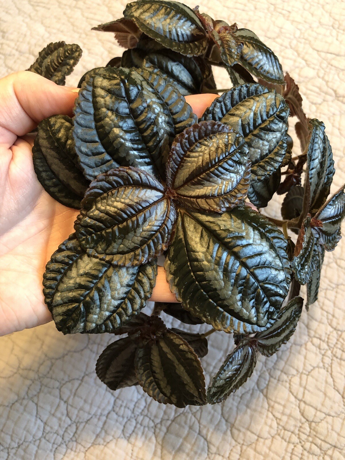 Pilea Spruceana Norfolk Terrarium Plant Cutting Plantlet Vivarium Dart Frog