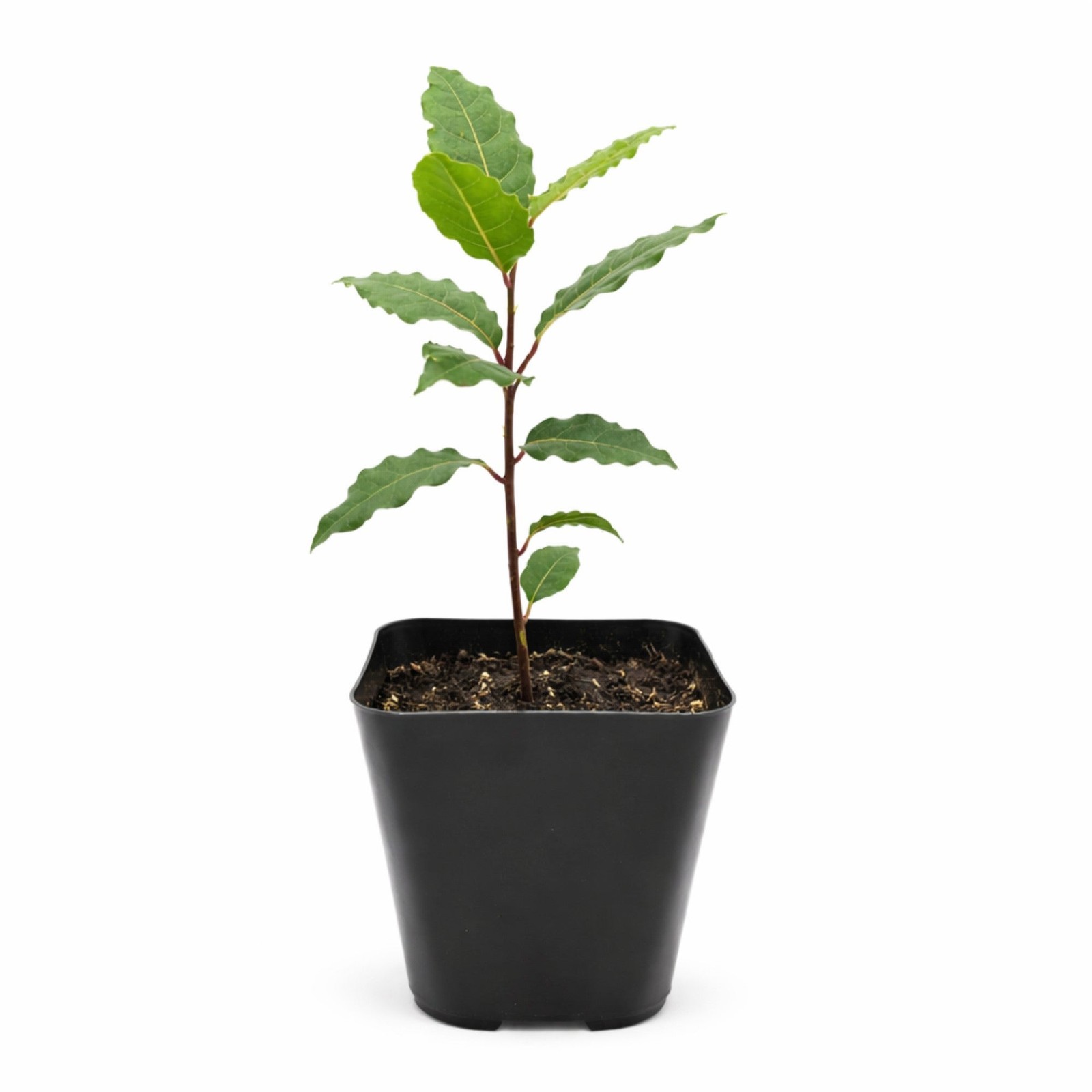 Bay Laurel Sweet Bay 1 Potted Herb Shrub Plant Rooted in Quart Pot, Easy to Grow